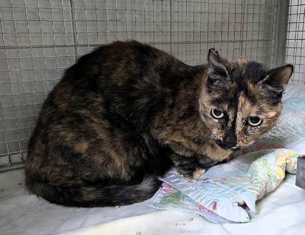 PEPITA GATTINA SQUAMA TARTARUGA Foto 3
